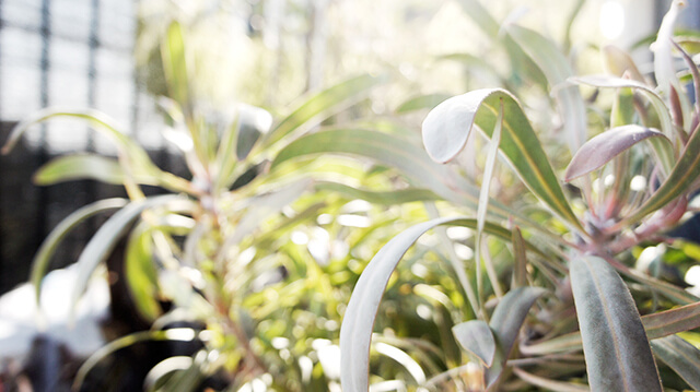 蒔田ブログ　植物